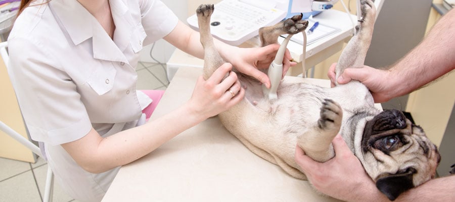 Internal Medicine for Pets