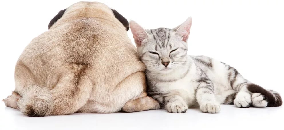 Dog and cat laying next to each other