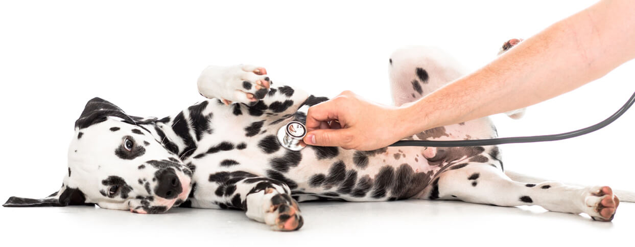 Doctor using stethoscope on Dalmatian