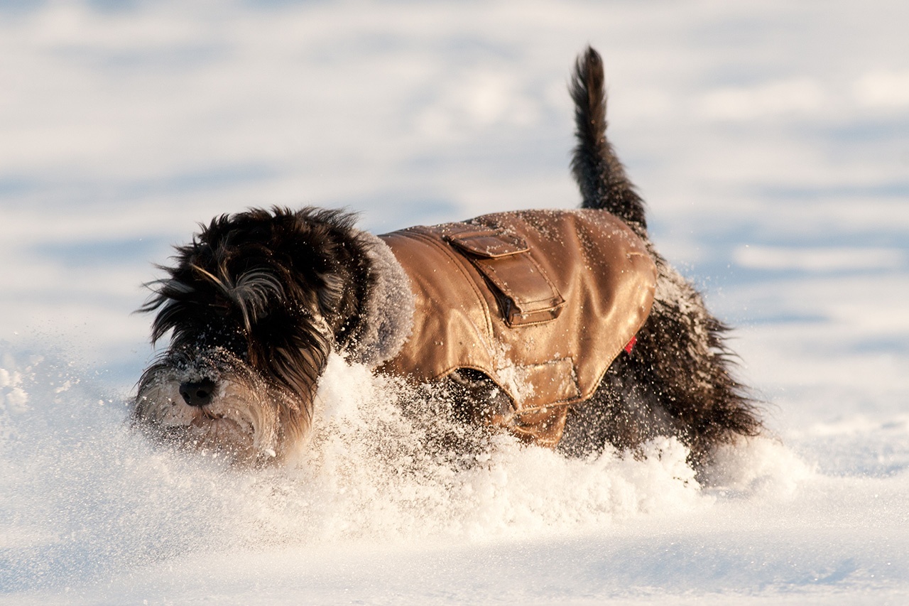 Dog in snow during winter