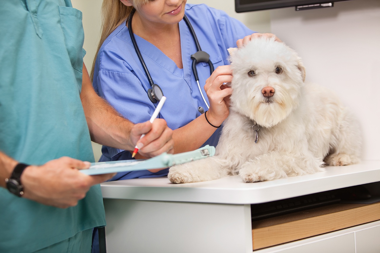 pet wellness clinic