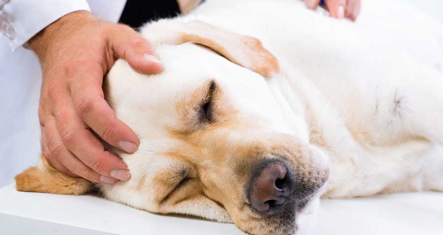 Anesthesia for dog Dental cleaning