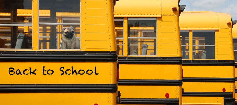 Dog on school bus