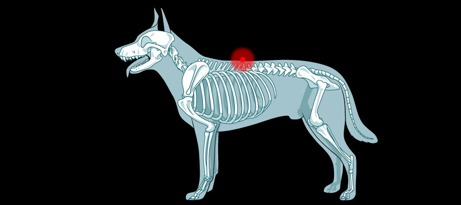 Dog with back pain