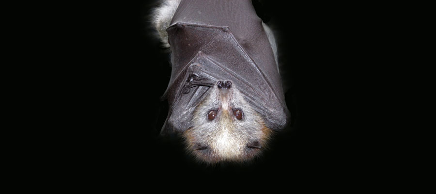 Bat found with rabies