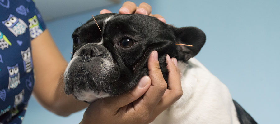Canine acupuncture