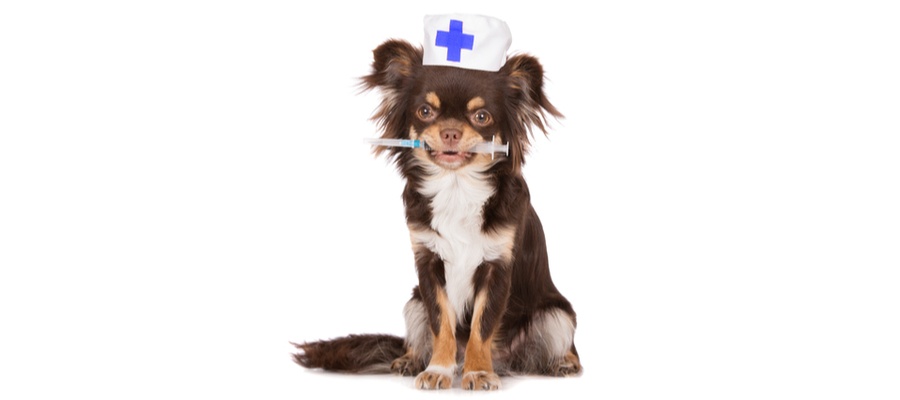 Get your dog a flu vaccine