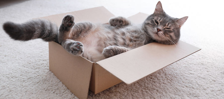 cat playing in box