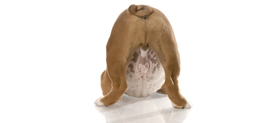 why do dogs scrape their bums on the floor