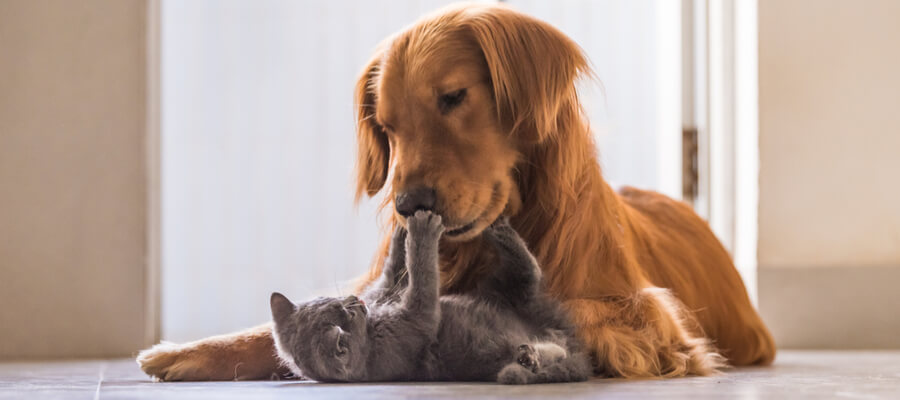 Dog and kitten playing