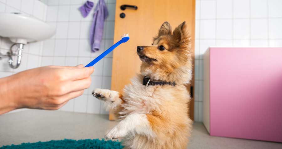 Brushing Your Dog's Teeth 101: How to Train Your Dog