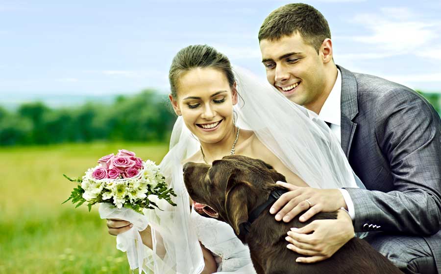 Dog-in-wedding.jpg