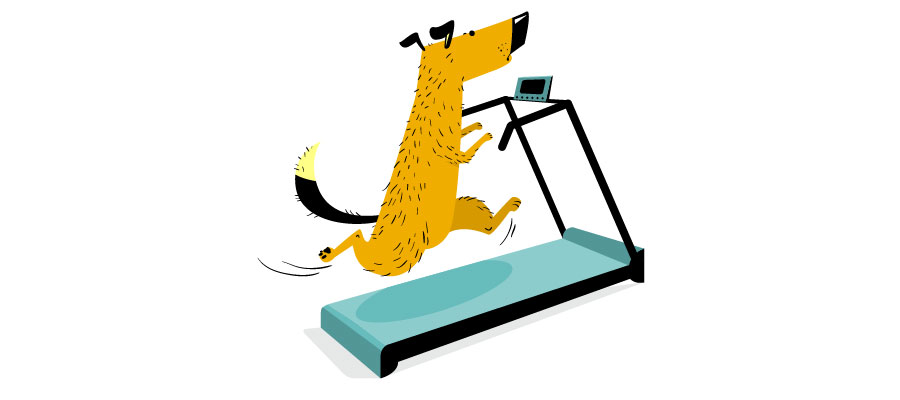 Dog on a treadmill