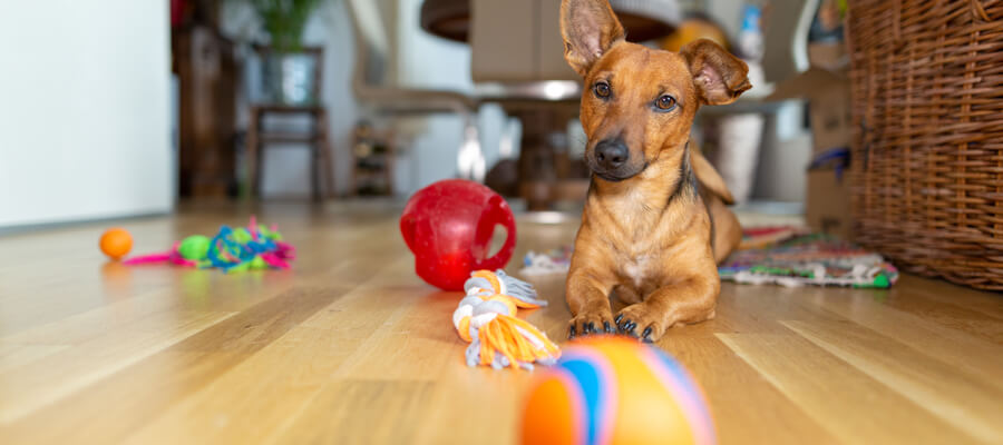 Dog with Toys