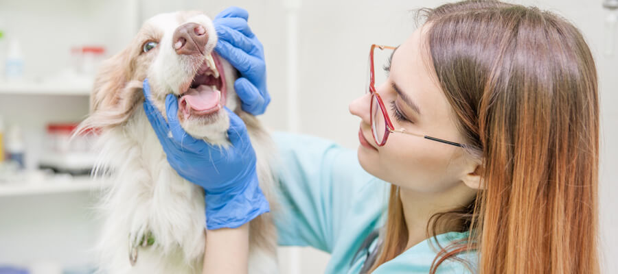 Pet dental health