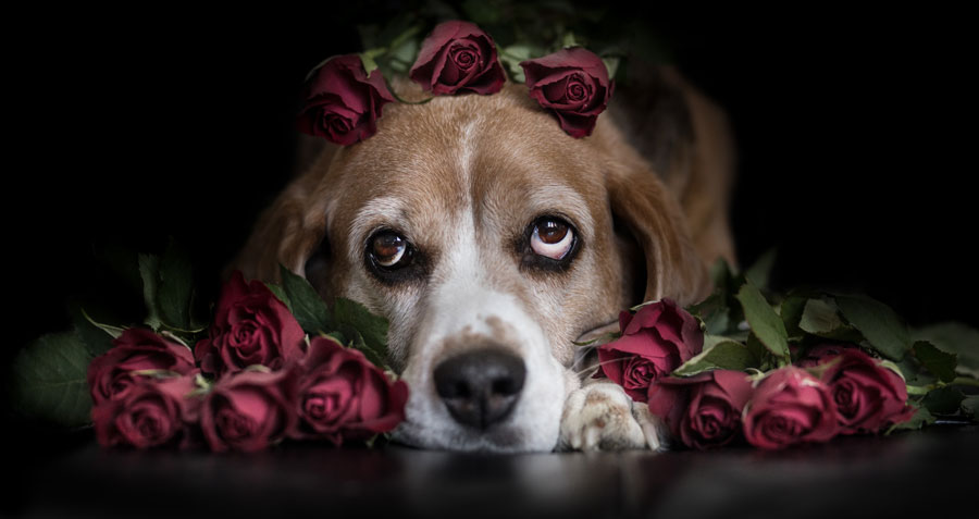 are roses poisonous for dogs