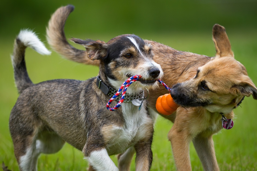 two dogs playing together at doggy day camp