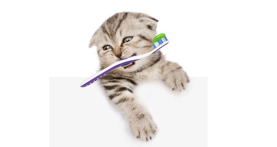 Kitty brushing teeth