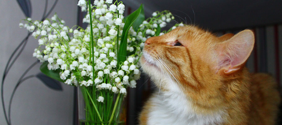 cat sniffing lilies