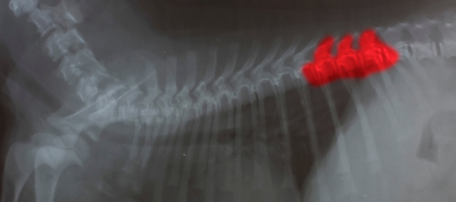 Xray of dog with back pain