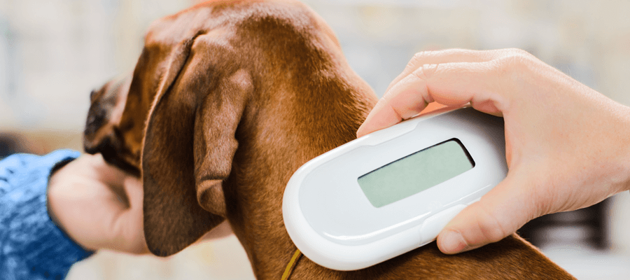 The History of Microchipping Pets