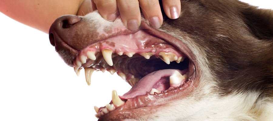 Pet dental health gum disease