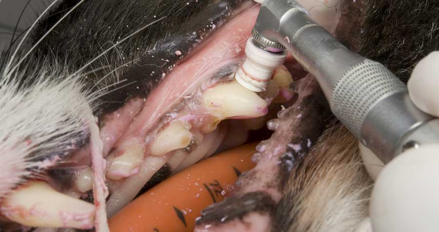 Pet getting dental cleaning
