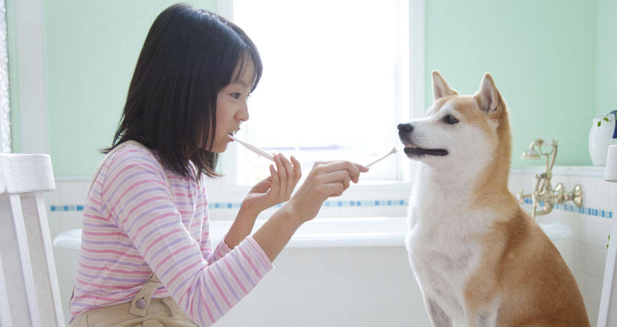 girl brushing dog's teeth