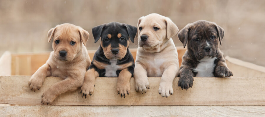 Preventing parvo in puppies