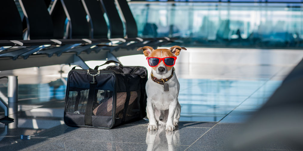 Dog at Airport