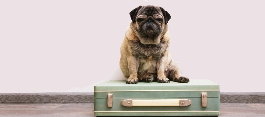 dog on luggage