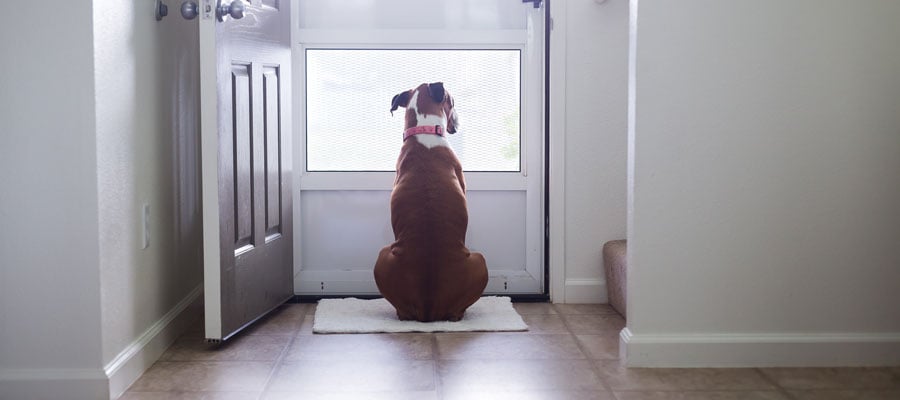 dog waiting by the door