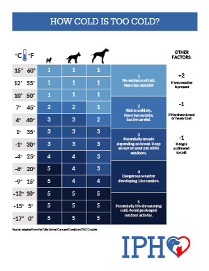 how cold is too cold for your pet