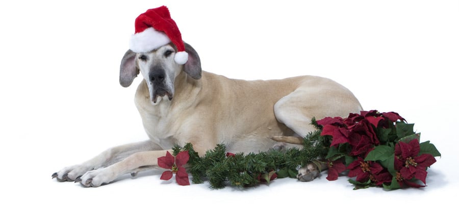 Dog with poinsettia