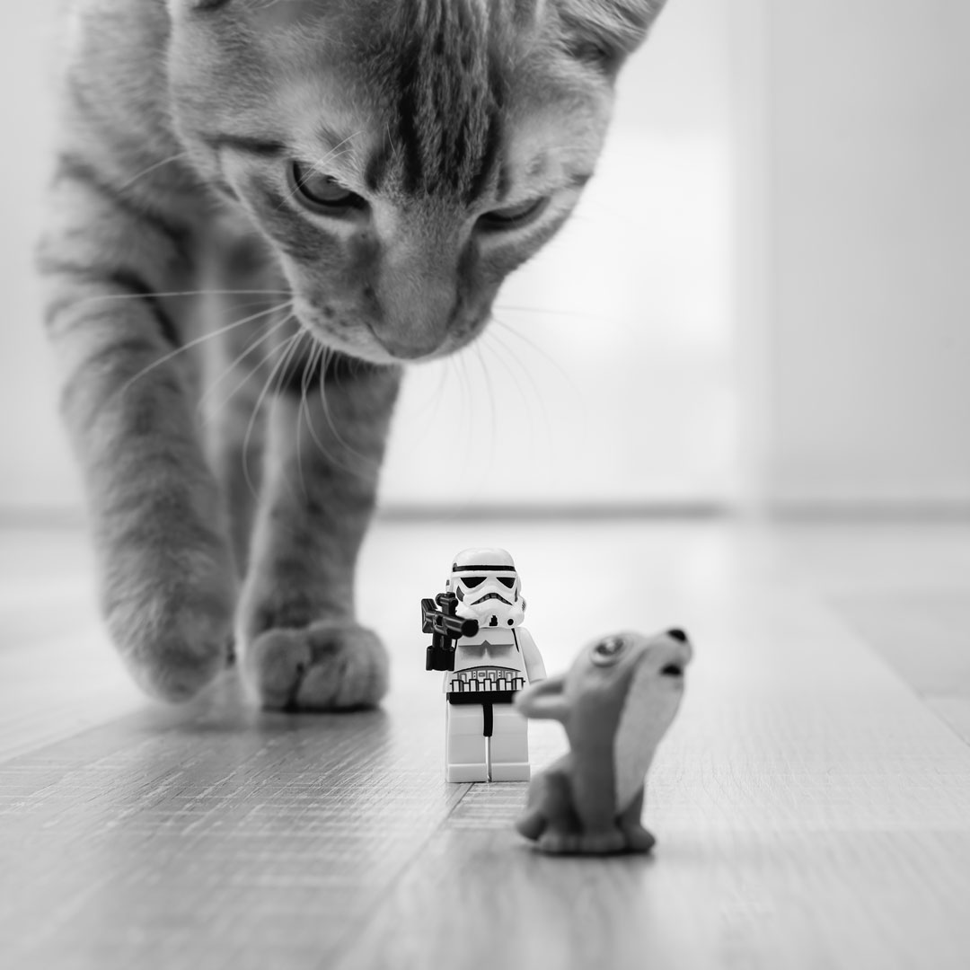 Cat stalking Legos