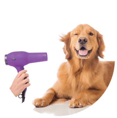 Full Pet Grooming Services
